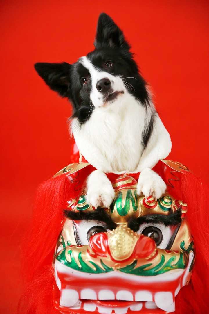 德牧和金毛养哪个好 知乎