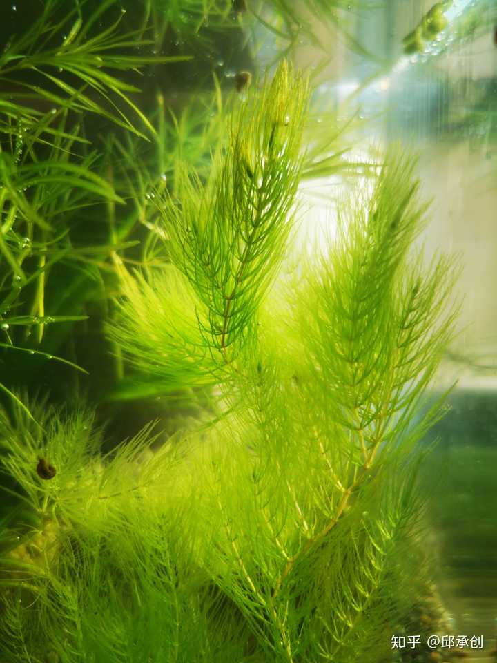 鱼缸里种什么种类的水草最容易打理 请推荐几种好养好看的 邱承创的回答 知乎