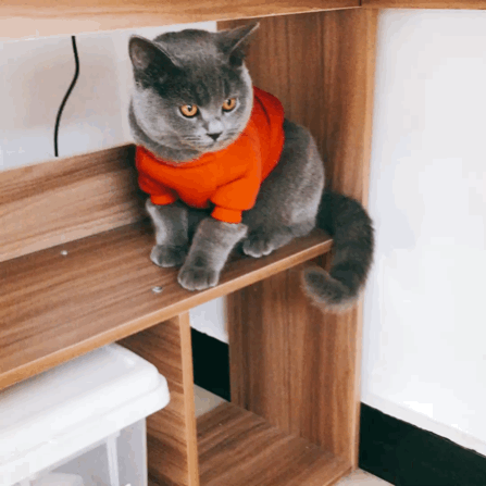 养一只英短蓝猫是什么体验?