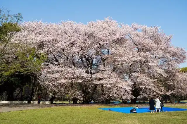 日本三月樱花比较偏门的观赏地点有哪些 知乎