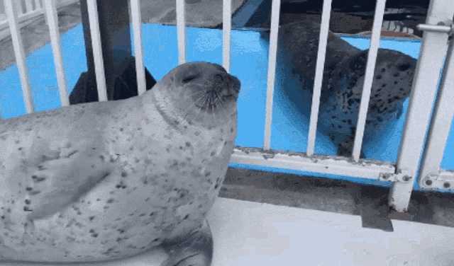 海豹为什么拍肚皮? - 知乎