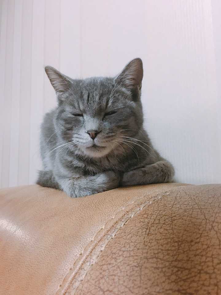 养一只灰色土猫(不是狸花猫)是一种什么样的体验?