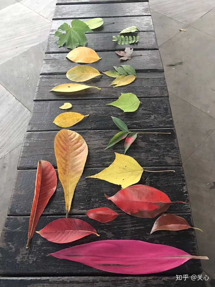 为什么孩子会乐此不疲的将树叶装兜里?这是一种什么心理?