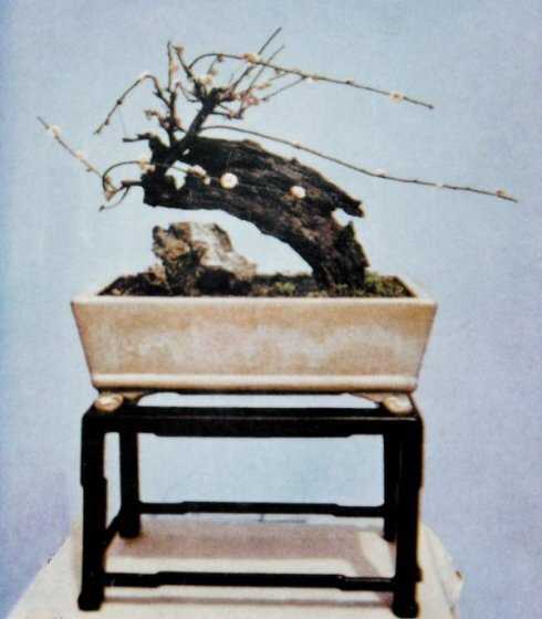 日式盆景与中式盆景有什么差别 目前各自发展到什么程度 知乎