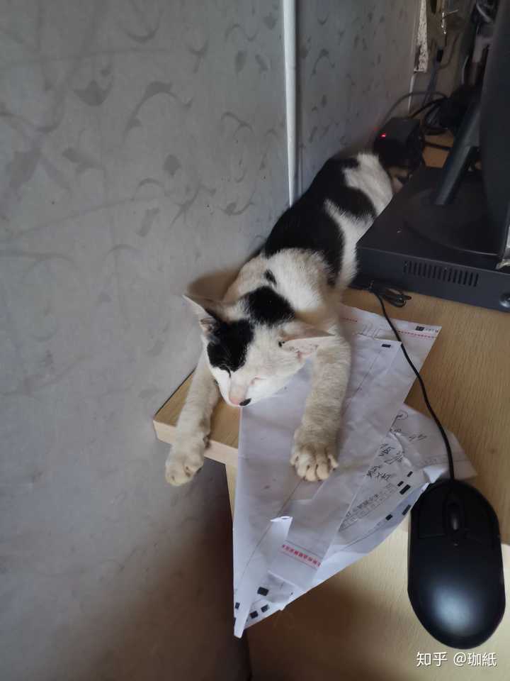 养了很久的猫 突然一天走出门就再也没回来过 你是什么心情 知乎