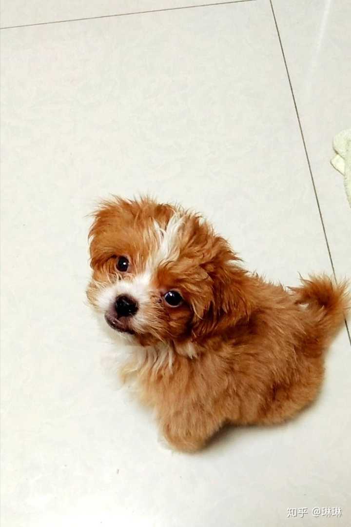 这是泰迪和什么狗狗的串串?不会越长越丑吧?