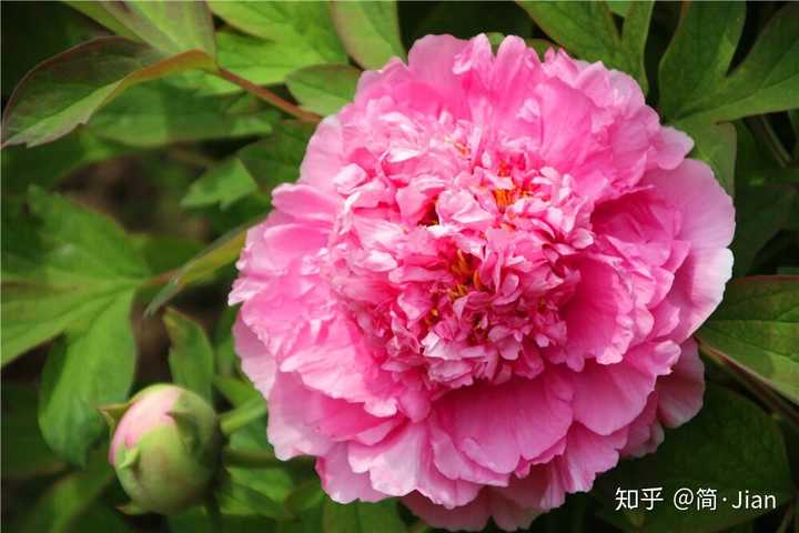 请问芍药和牡丹要怎么区分呢 简 Jian 的回答 知乎