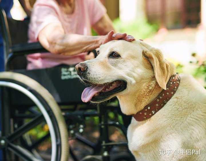 如何看待8岁治疗犬获博士学位 知乎 如何看待8岁治疗犬获博士学位 知乎