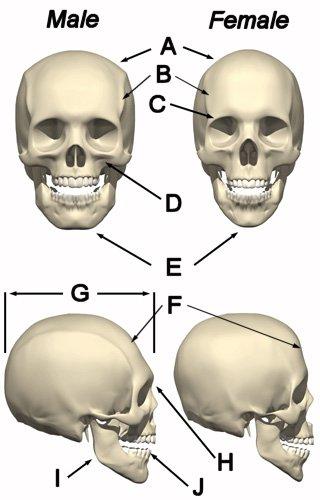 因为高和低睾酮的影响,男女之间的脸 头骨发育有不同处: https://www