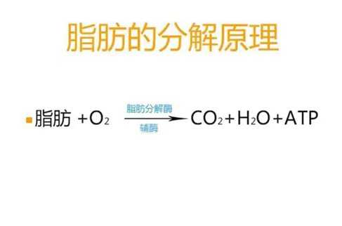 Dhc魔力消脂因子和下半身纤体瘦身片有用吗 知乎