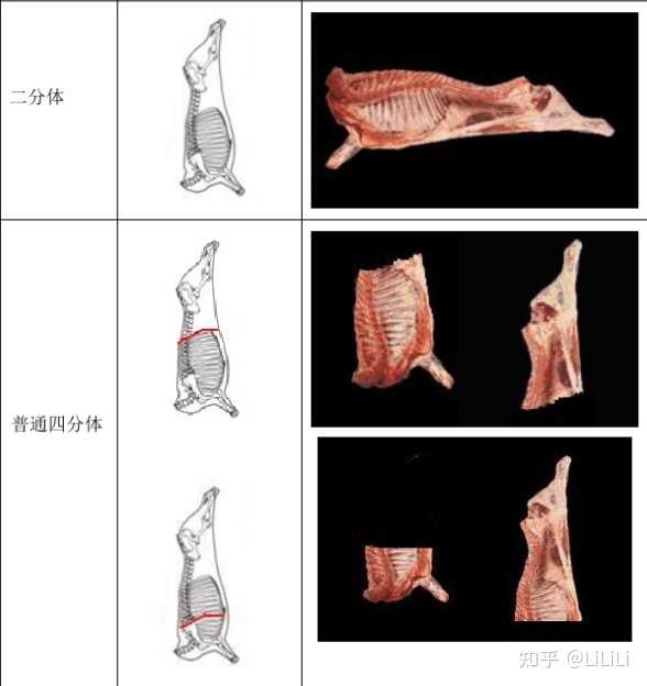 牛肉二十四分体位置图 牛各部位名称大全图解 牛肉分割图片大全大图