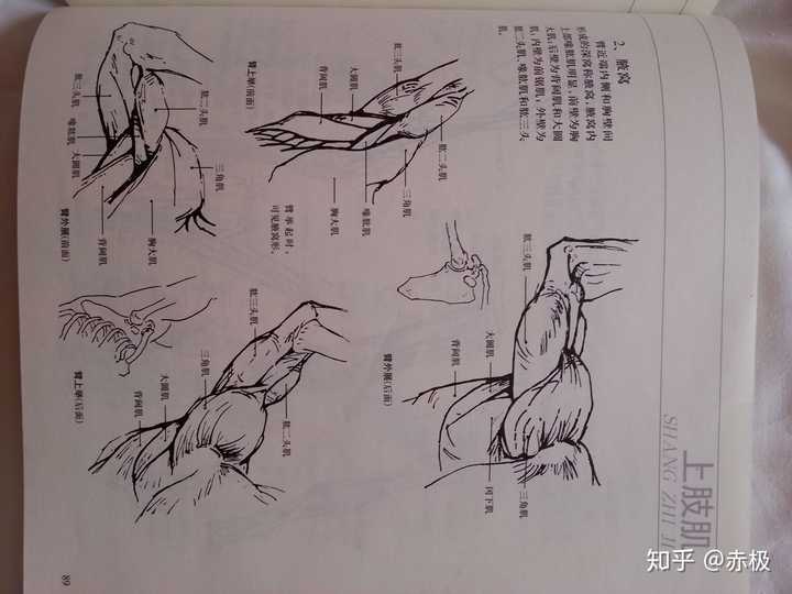 请问腋下这里应该怎么画呢?