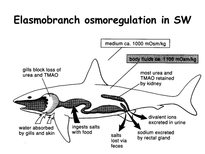 海鱼生活在海水里,海水是咸的,为什么海鱼不放盐还是没味道?