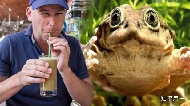 南美秘鲁就流行青蛙榨汁喝··· 万物皆可喝啊···只要你敢!