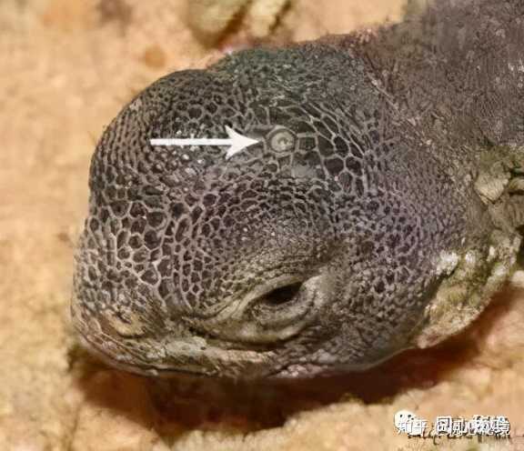 如何激活松果体 知乎 如何激活松果体 知乎