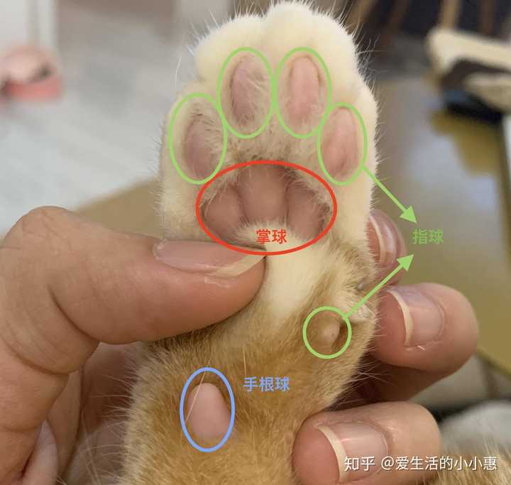 猫的这个部位是什么