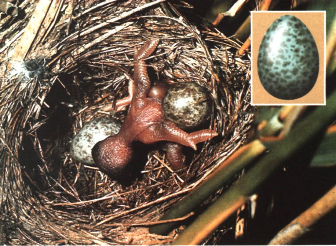 为什么寄生动物中没有陆生脊椎动物?