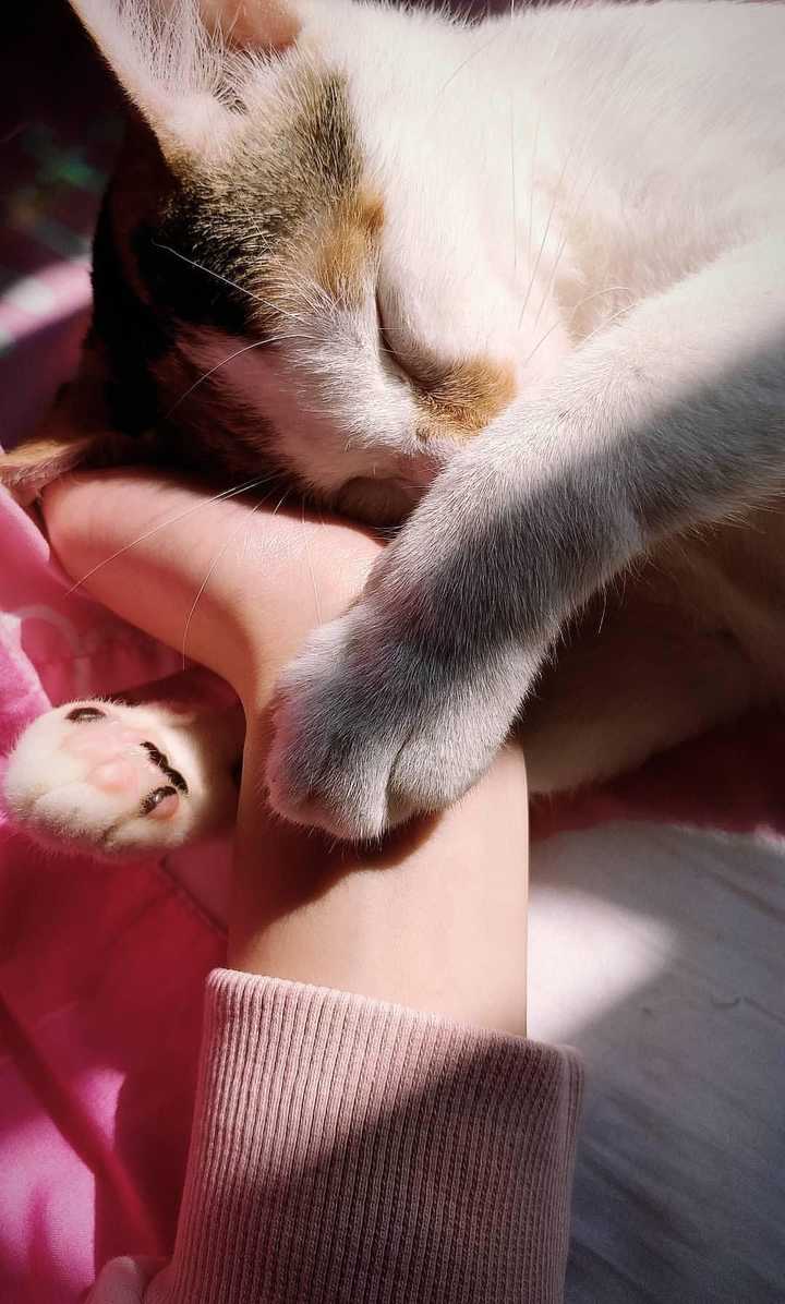 下午的阳光照进来,我家小喵睡得正熟,忍不住摸摸它,她就这样抱著我的