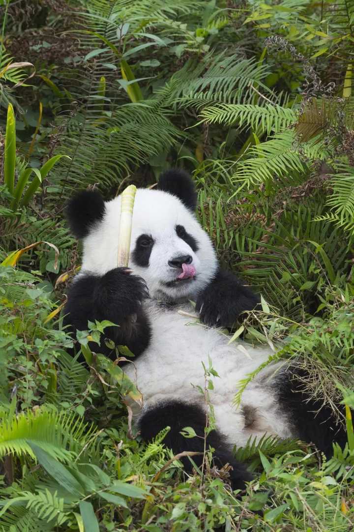 大熊猫究竟有多可爱?