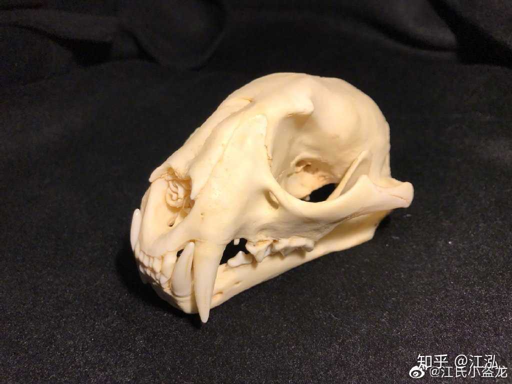 但是完全复刻了云豹这种长牙猫科动物的头骨细节,不仅表现了牙齿的釉