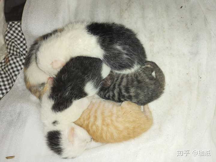 养了很久的猫 突然一天走出门就再也没回来过 你是什么心情 知乎