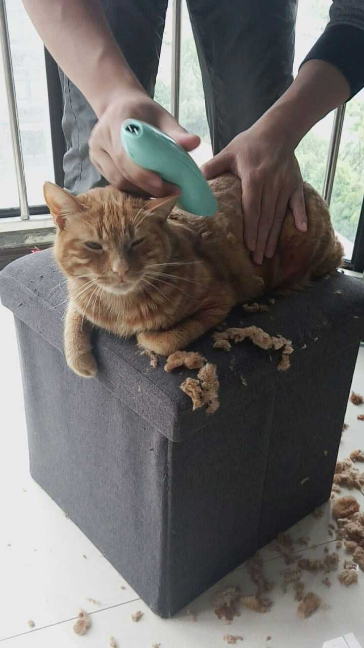 给猫剃毛是好还是不好 知乎