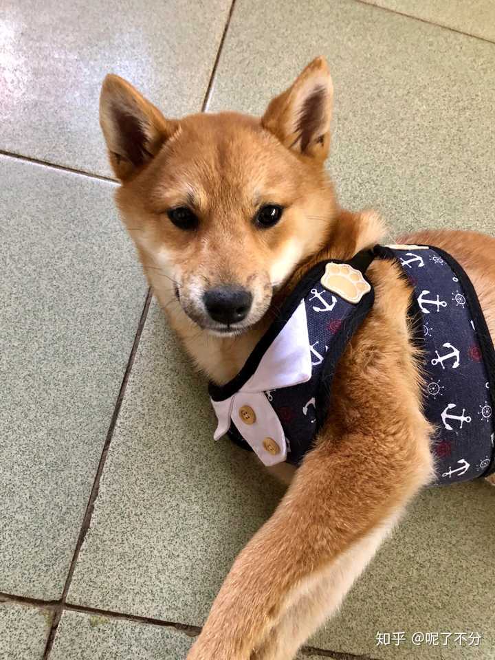我家小柴犬 四个月还是尖脸 是不是买到假的了qwq 知乎 我家小柴犬 四个月还是尖脸 是不是买到假的了qwq 知乎