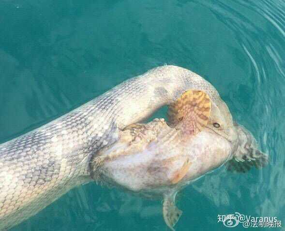 这是一条和毒鲉同归于尽的棘鳞海蛇astrotia  stokesii,而棘鳞海蛇的