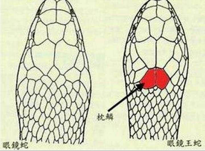 如何辨别蛇是否有毒？ - 知乎