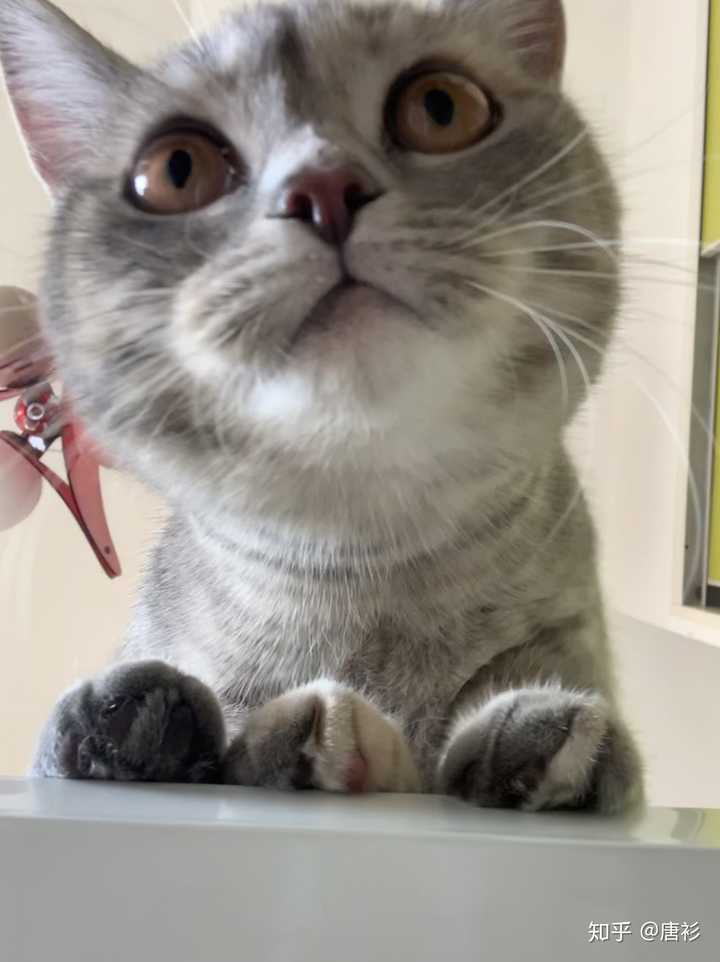 如何看待男朋友抱着猫在床上自拍 发朋友圈屏蔽了我 一看见男朋友和猫亲近就会难受 该怎么办 知乎