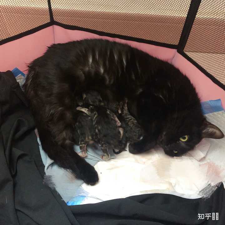 什么是玄猫，什么样的人适合养玄猫，有什么禁忌吗？ - 知乎