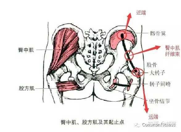 b.遠端固定不動時 一側臀中肌,臀小肌同時收縮使骨