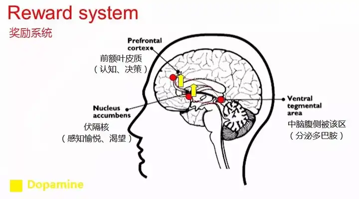 认真的问怎么才能戒糖?