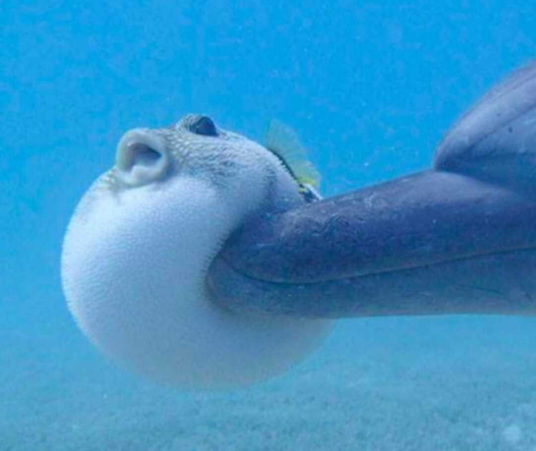 应该是会,比如海豚组团嗑河豚.