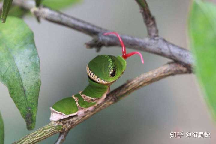 有哪些拟态很厉害的生物 知乎