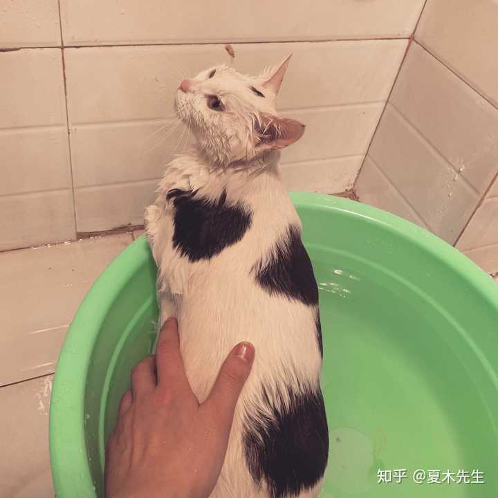 出差一周 猫自己在家安全吗 知乎