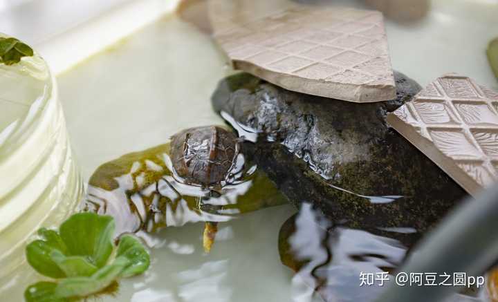 草龟可以用深水养吗?