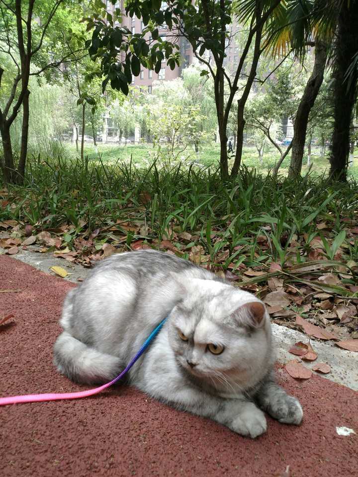 おかしいです 室生 犀星 猫 100 で最高の画像