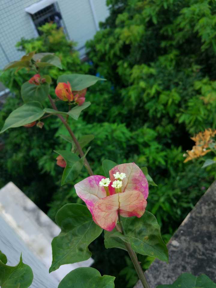 微软花卉识别