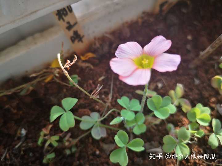 可以分享一下大家养的植物嘛 知乎 可以分享一下大家养的植物嘛 知乎