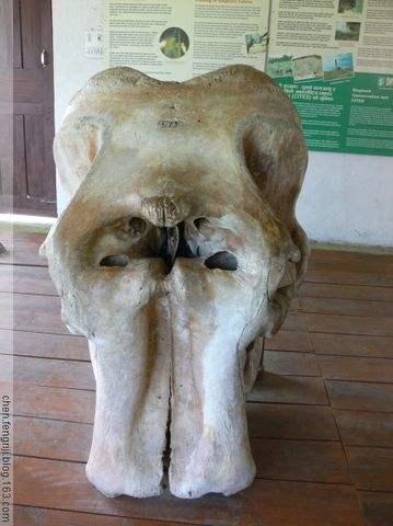 所谓独眼巨人,就是大象,把鼻孔当眼睛了而已