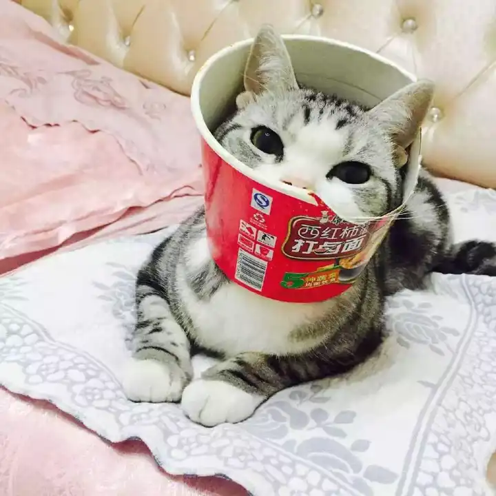 有哪些好用的养猫神器 知乎 有哪些好用的养猫神器 知乎
