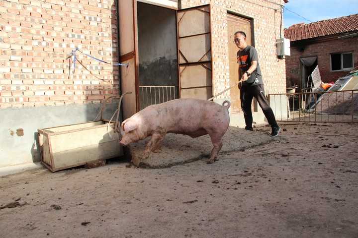 两个视频采集机位,还请了四位猪场的工作人员用专门的赶猪工具赶猪,有