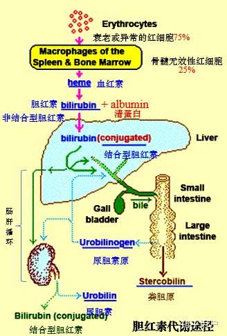 间接胆红素21 知乎