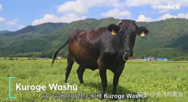 日本和牛为什么那么贵 知乎 日本和牛为什么那么贵 知乎
