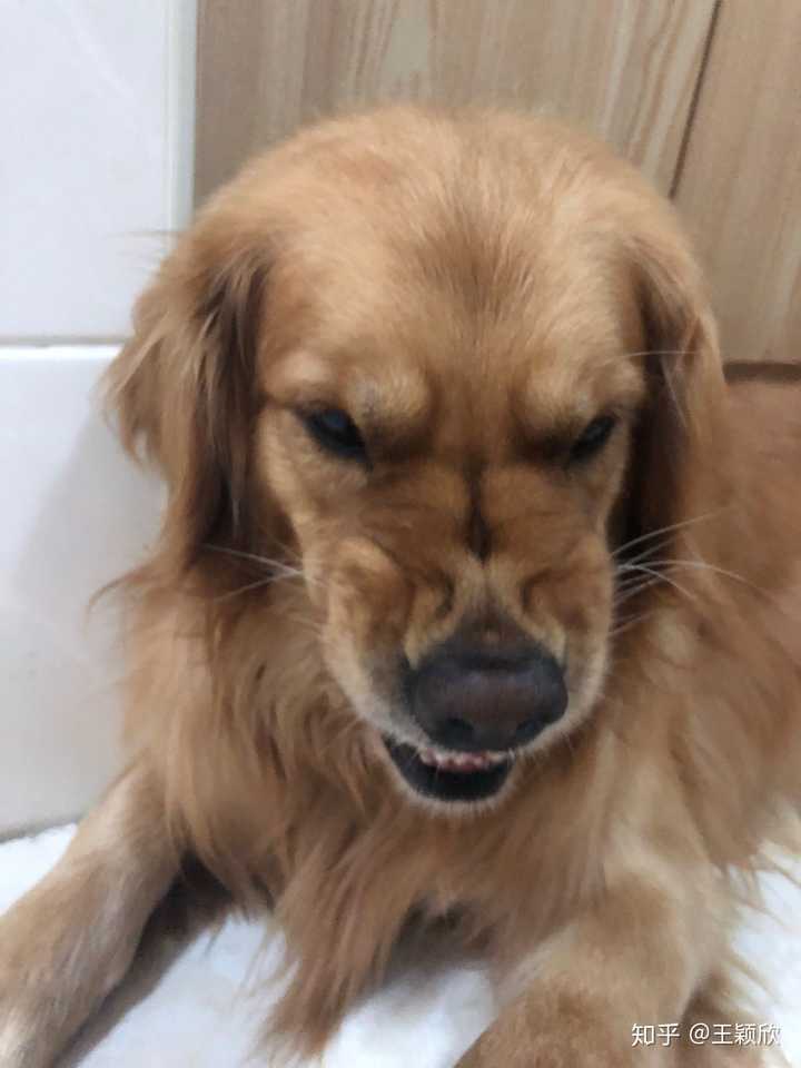 如何惹一只金毛生气?