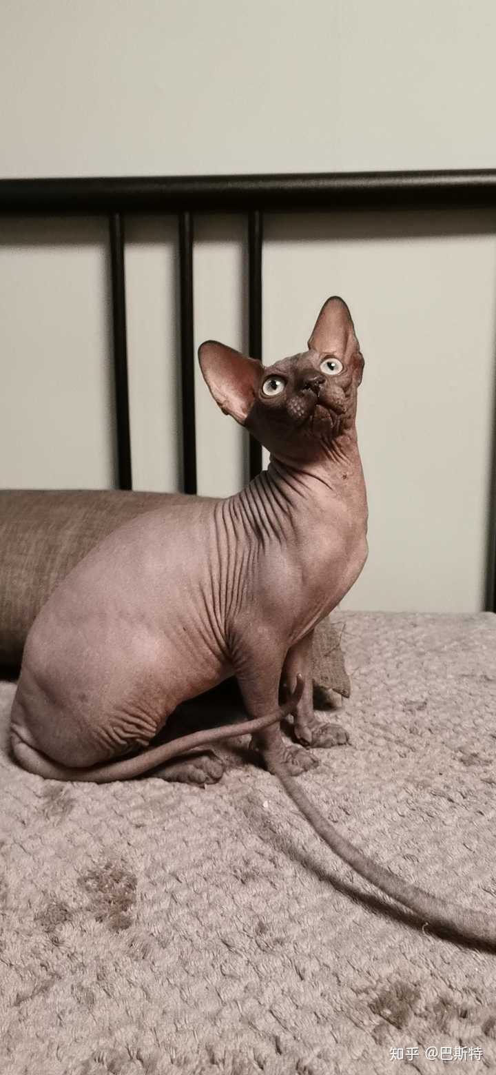 被自家猫主子半夜对着你的头踩奶你会怎么办