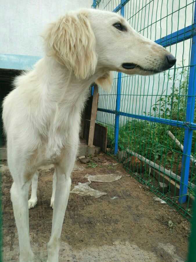 滑条和灵缇虽然都是短毛,但两者耳朵不同,滑条是垂