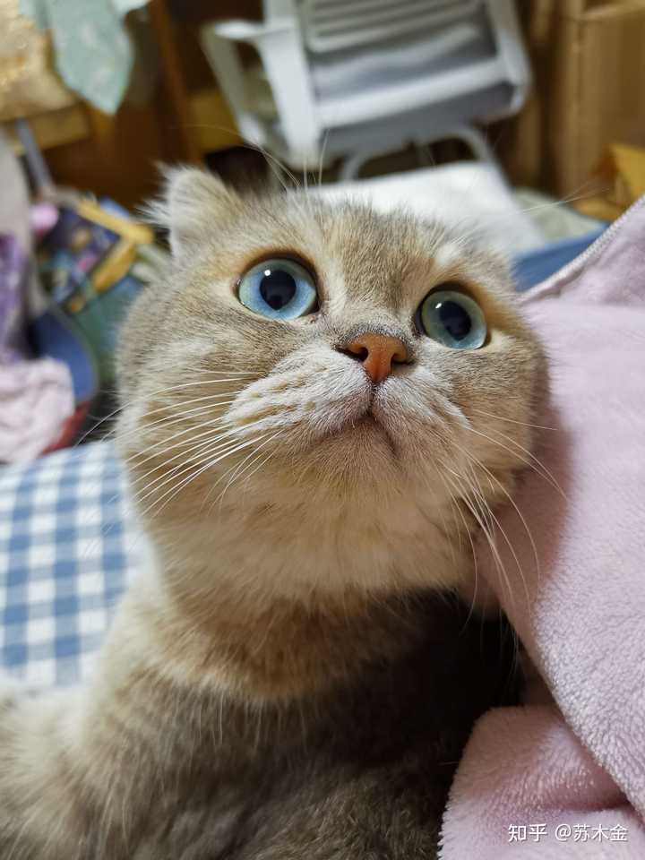 真的有绿色眼睛的猫吗 知乎 真的有绿色眼睛的猫吗 知乎