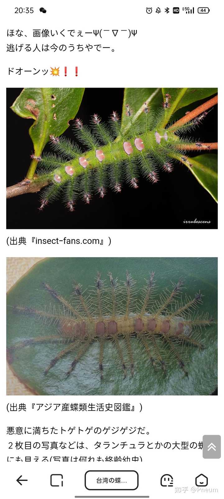 刺蛾成虫图片 刺蛾幼虫图片 八角毛毛虫图片